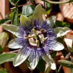 passiflora-caerulea-6302967_1280 (1)