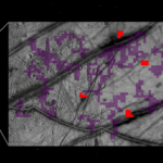 Cracks on Europa Sport Traces of Ammonia